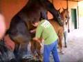 QUE TRABAJITO: Recolector de Semen de Caballos
