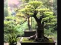 Japanese Garden Meditation
