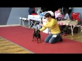 LAMIA Bargest CAC Bydgoszcz 2012.02.11