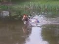 Swimming My Horse Flashlight Across the Pond