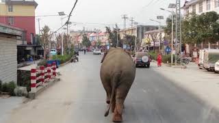 В Китае дикий слон вышел к людям после изгнания из леса другим самцом (27.03.2019 00:56)