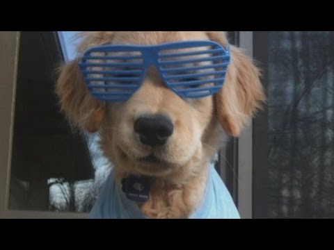 Watch Is this the world's cutest dog? Blind golden retriever puppy Ray Charles becomes online star