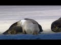 Photo Zoofilia Sexo Con Animales