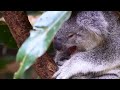 Image Zoofilia Sexo Con Animales