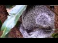 Picture Zoofilia Sexo Con Animales