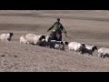 Un éleveur et ses moutons