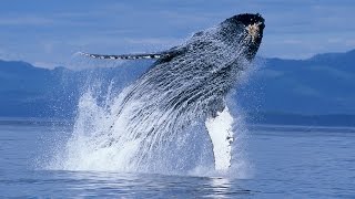 Humpback Whales Trailer - Narrated by Ewan McGregor - Official IMAX Theatrical Trailer [4K]