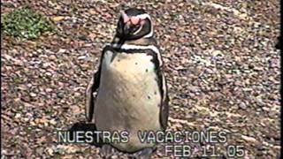 Pablo Lasa - Pinguinera Punta Tombo - Chubut