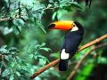 sounds of nature - jungle wildlife relaxation