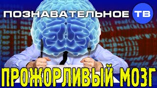 Прожорливый мозг (Познавательное ТВ, Сергей Савельев)
