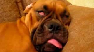 怖い夢を見てる犬。寝顔が不細工すぎて笑ってしまう。