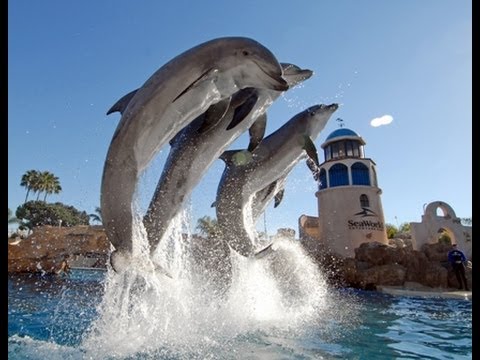 SeaWorld's Old "Dolphin Discovery" Show (in HD)