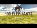 ถุงมือช้าง ช้างเป็นสัตว์กินเลือด ที่มา ที่ไป คืออะไร