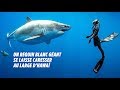 Des plongeurs nagent avec un requin blanc géant à Hawaï Des plongeurs nagent avec un requin blanc géant à Hawaï