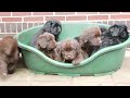 Photo Newfie Pups 6e Week Mpg