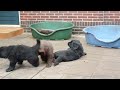 Image Newfie Pups 6e Week Mpg