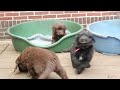 Picture Newfie Pups 6e Week Mpg