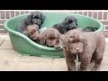 Photo Newfie Pups 6e Week Mpg