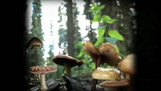 KNOW YOUR MUSHROOMS: Trailer