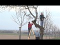 Rohov: Zahrádkáři prořezávají stromy