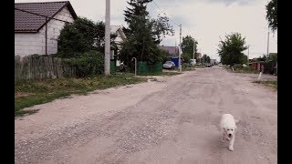 Этнический конфликт в Чемодановке: как живёт село после массовой драки и гибели человека (02.07.2019 05:37)
