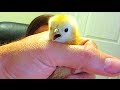 MAJOR CHICKEN DRAMA!!!