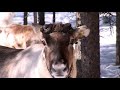 Photo Reindeer In Lapland In Finland Poro Tourism Video About Reindeer In Finnish Lapland