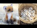 Cute Baby Animals Videos Compilation  Funny and Cute Moment of the Animals #29 - Cutest Animals[1]