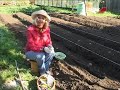 Как посадить чеснок по ганичкиной Как посадить чеснок по ганичкиной