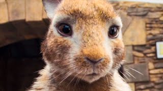 PETER RABBIT All Trailer + Movie Clips (2018)