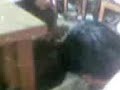 Photo Kenakalan Abg 3gp