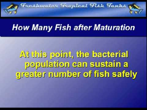How many fish in a mature aquarium - Set Up Tip 7