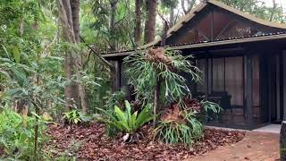 Rainforest Thunderstorm Sounds on a Tin Roof | Rolling ThunderRainforest Thunderstorm Sounds on a Tin Roof | Rolling Thunder