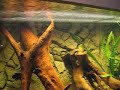 Oscar hand feeding!!