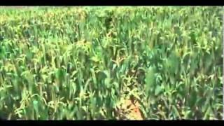 Rites Of Spring Trailer