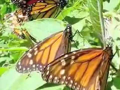 Santuario Mariposas Monarca