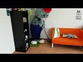 Фрагмент с начала видео Лучшие Уроки Танцев Для Начинающих || Tanz mit Hase - Шафл - Shuffle || Урок 1 Фрагмент с начала видео Лучшие Уроки Танцев Для Начинающих || Tanz mit Hase - Шафл - Shuffle || Урок 1