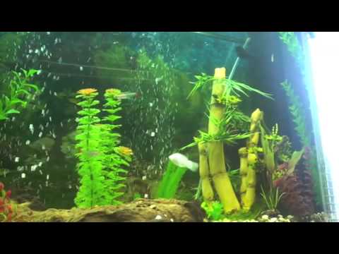 Aquarium Update - New Fishes Added