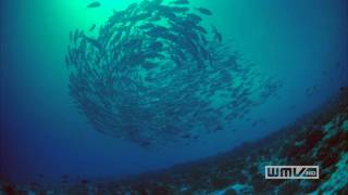 HD Coral Reef Adventure Official Trailer