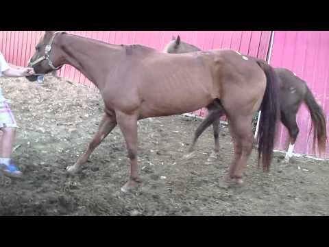 daughter dealer essay horse daughter dealer essay horse