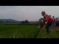 Image Balap Merpati Sprint Terbaik