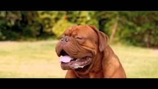 Pancho, el perro millonario - Teaser trailer