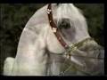 Horses: Arab Horses: Arab