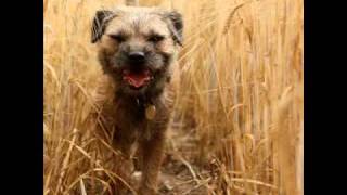 How to Steal a Dog Book Trailer