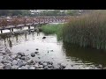 Photo Extreme Animal Sex Compilation 2015 Hd