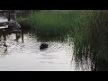 Image Extreme Animal Sex Compilation 2015 Hd