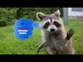 Picture Extreme Animal Sex Compilation 2015 Hd