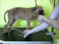 Groomin the brux griffon PART 3