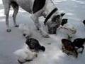 Pit Bull and chicks: potentially sweet (2 months later) Pit Bull and chicks: potentially sweet (2 months later)