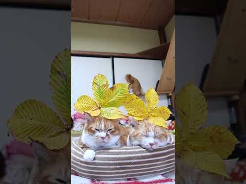 栃の葉紅葉と愛らしい猫ののせ猫動画で癒される秋のひとときを サムネイル
